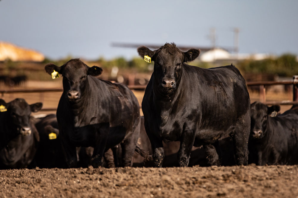 Especialistas recuerdan la inocuidad en la carne de res, para un desarrollo sostenible de las comunidades, los animales y el medio ambiente