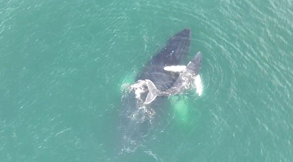 Costa Rica: ¿Por qué las ballenas jorobadas están llegando a Punta Leona?