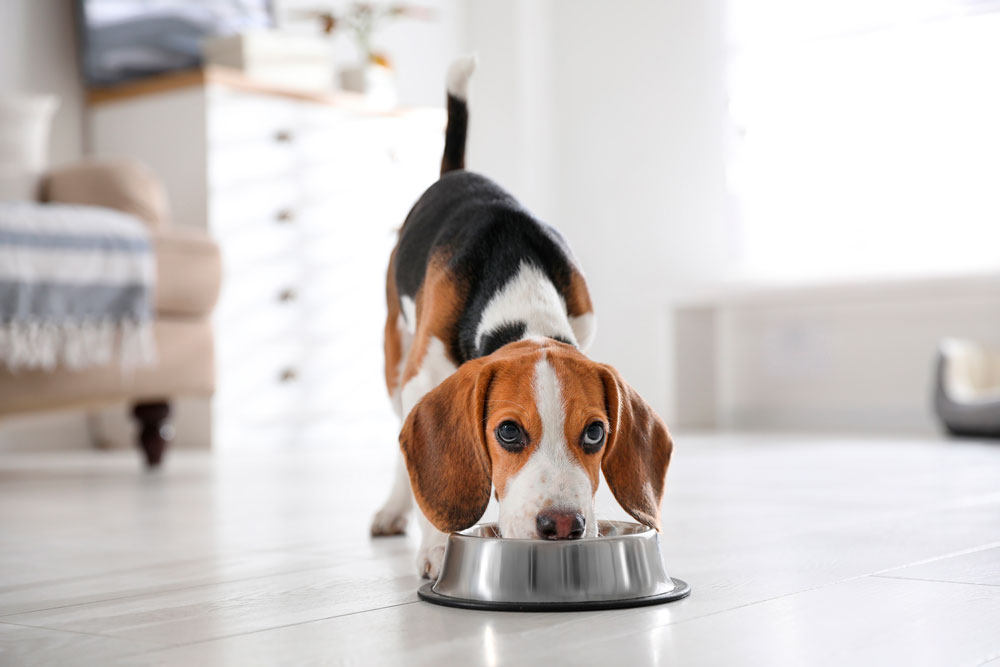 7 consejos para una alimentación saludable para sus mascotas