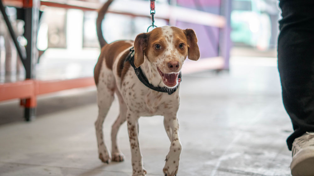 ¿Cuando están preparados los niños par adoptar una mascota?