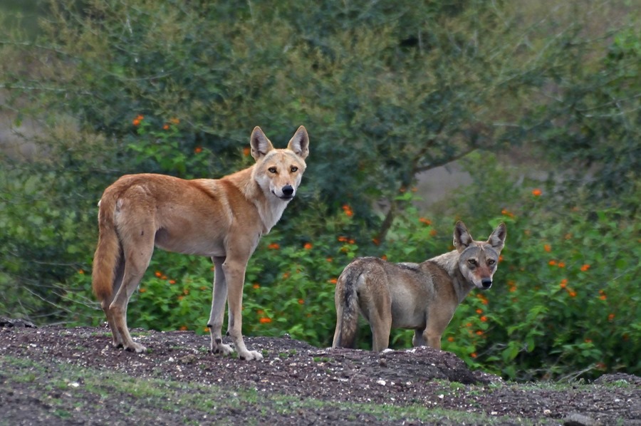 'Lobos asesinos' acechan el norte de la India con la muerte de nueve niños