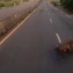 #VIDEO Captan a enorme cocodrilo en la autopista Manzanillo-Colima