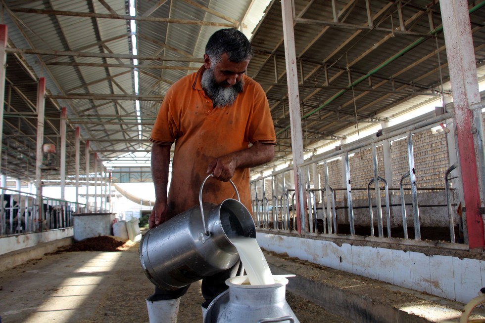 Imagen de archivo de un agricultor vertiendo leche cruda fresca en un recipiente. California suspendió la distribución del mayor productor de leche cruda por casos de gripe aviar.