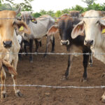 Detectan nuevo caso de gusano barrenador en el ganado en Nuevo León