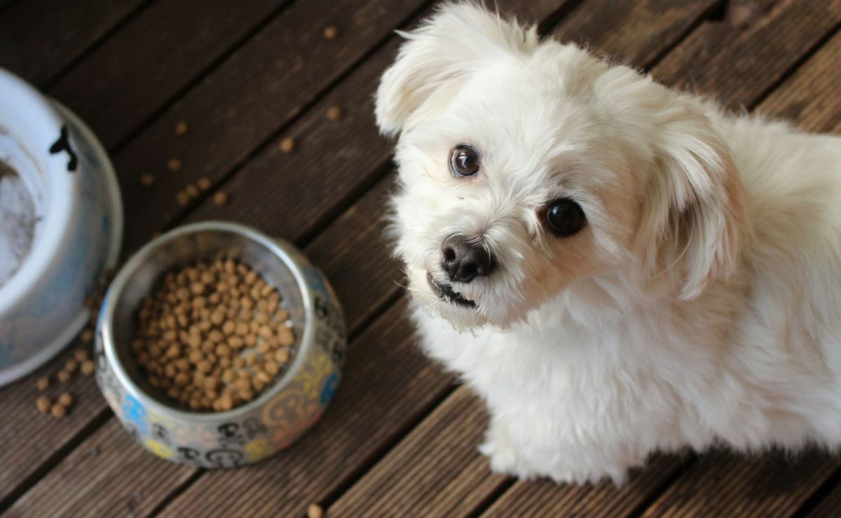 Proponen eliminar el IVA en alimentos y medicinas para mascotas