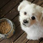 Proponen eliminar el IVA en alimentos y medicinas para mascotas