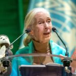 Murió Jane Goodall, científica que dedicó su vida al estudio de los chimpancés
