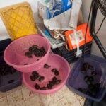 Detienen a 3 por tráfico de especies protegidas hacia EE.UU. y Asia