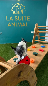 891d8bca-5dcf-4c2e-a0e8-d9775d936edb-169x300-1