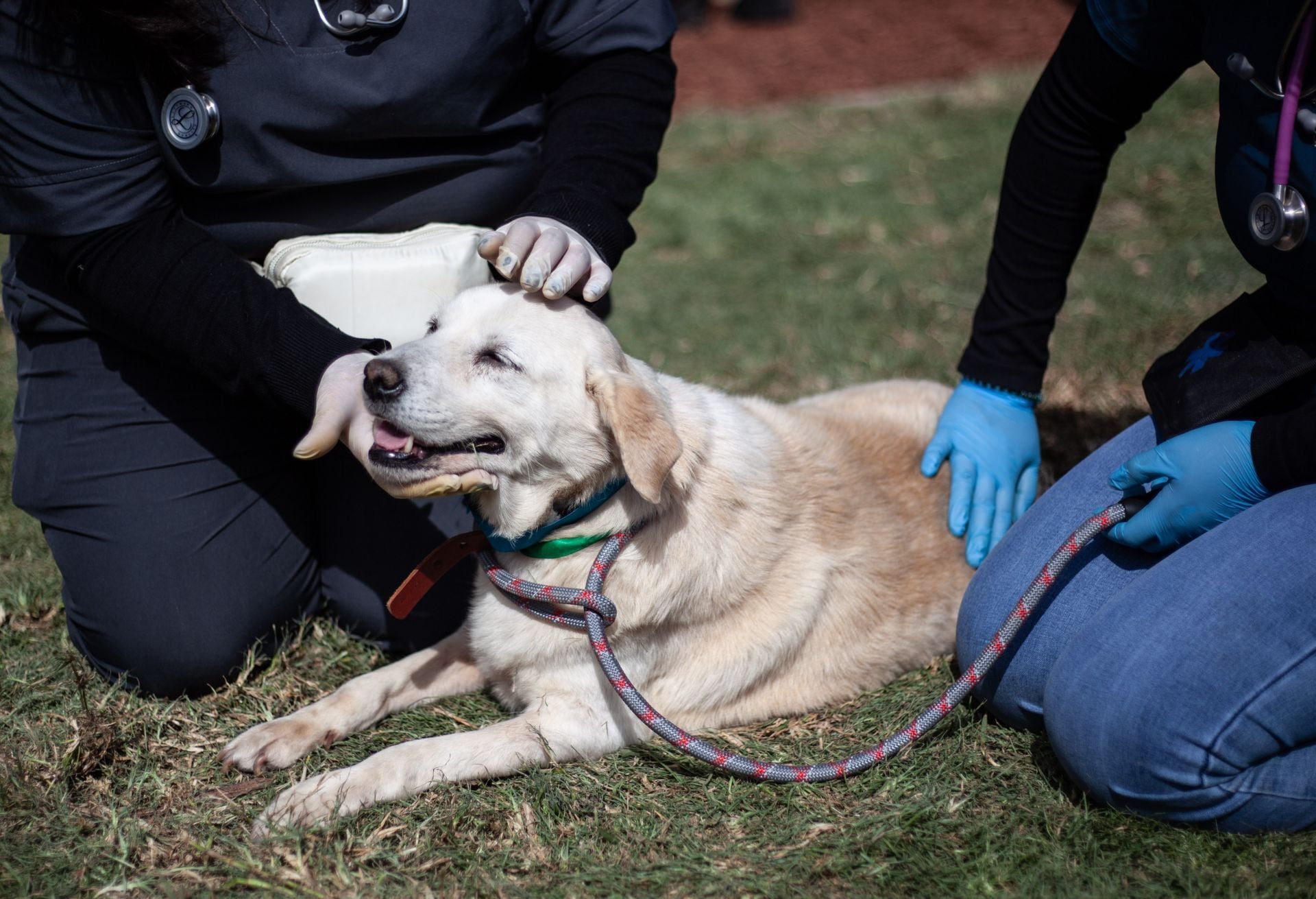 Rescatado de Refugio Franciscano en albergue temporal.