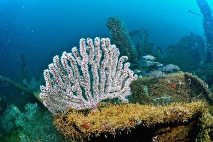 2c4b4olu75caphtcdgx7cgfboe Corredor Arrecifal del Suroeste