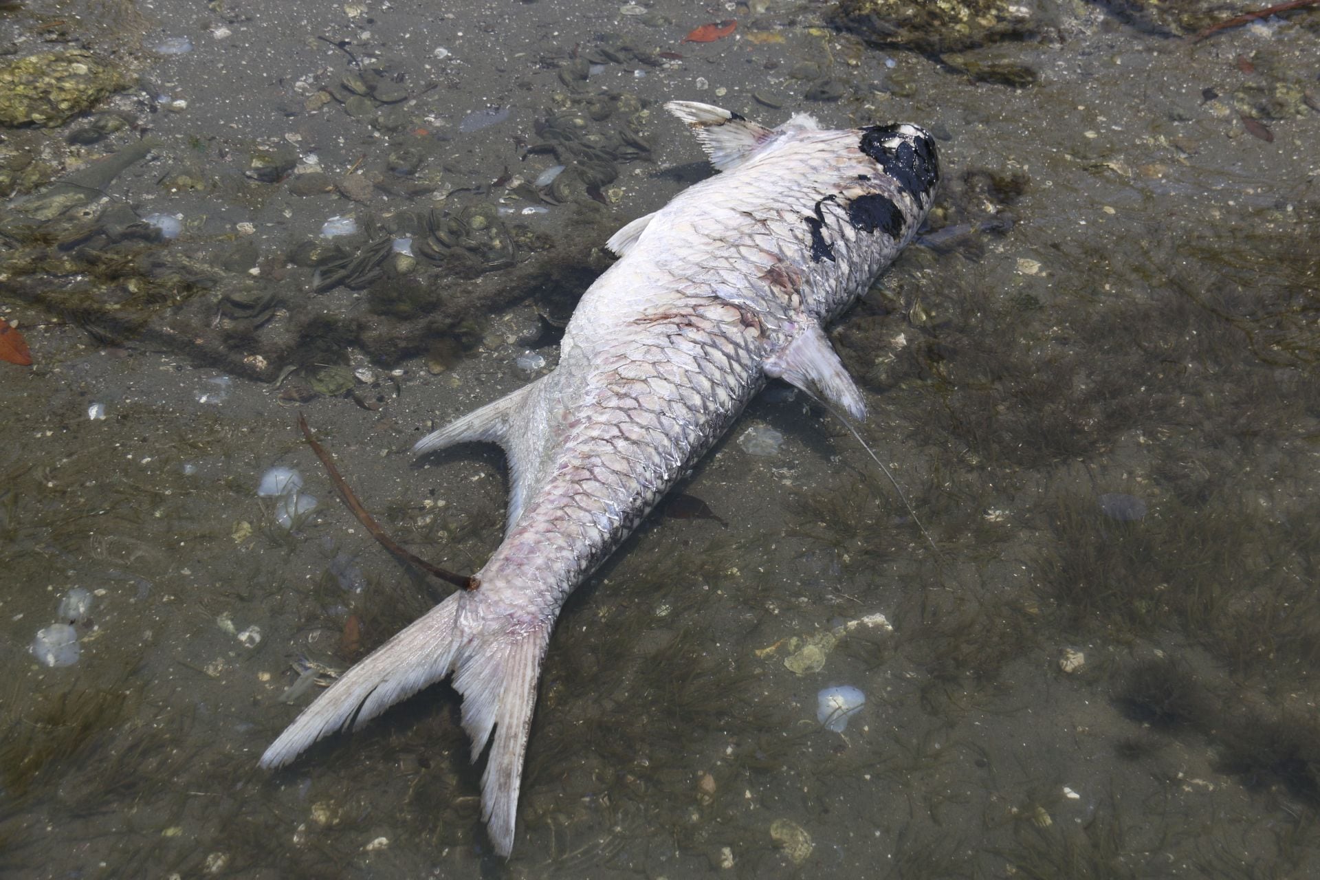 Derrame de petróleo en Tabasco.