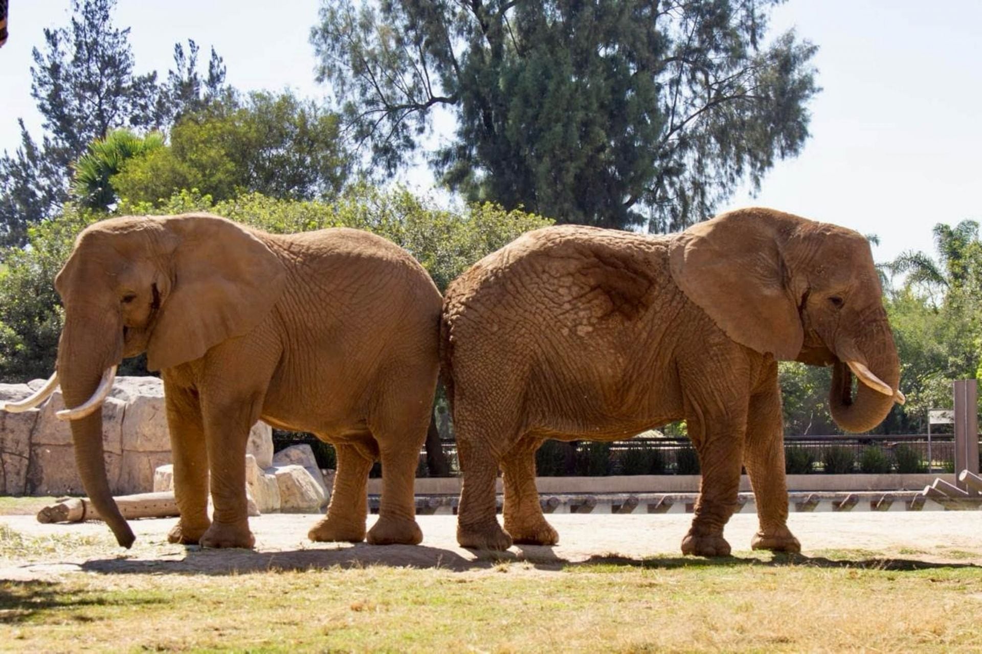 Elefantas Gipsy y Ely en el Zoológico de Aragón.
