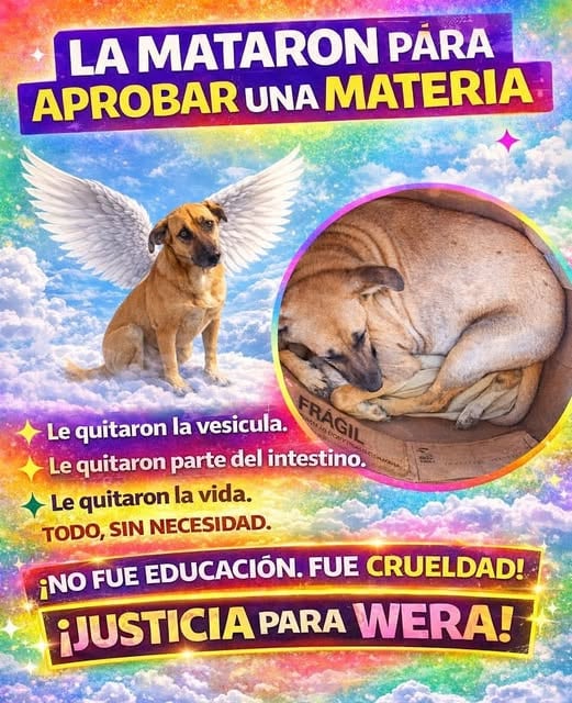 Estudiantes de veterinaria en Chiapas, denunciados por matar a una perrita