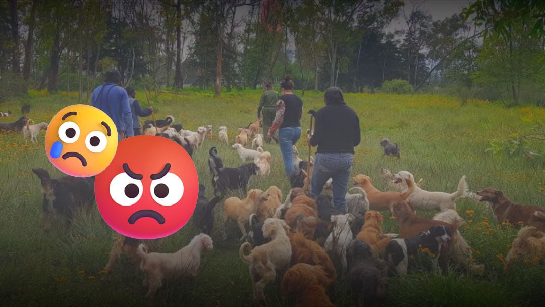 Refugio Franciscano denuncia muerte de animales