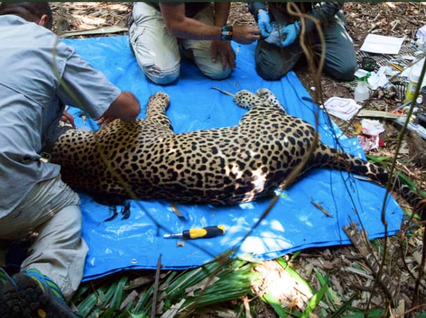 m4zx7x5v2bfupgp632zbtx2goa Alianza Jaguar