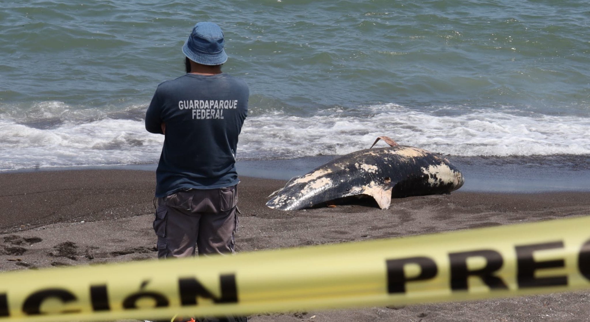 Gobierno de Veracruz rechaza que derrame esté detrás de muerte de delfín