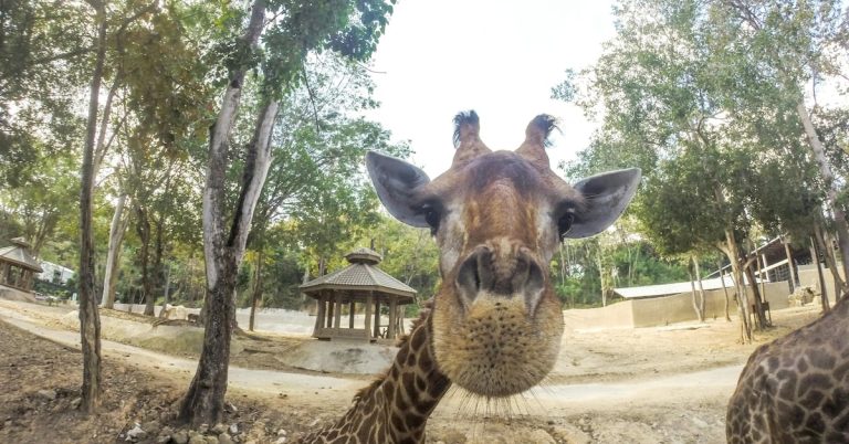 sp3dl6xd3jdibo3q3tq34xld64