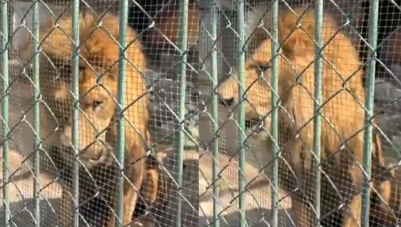 Profepa interviene por caso de león africano en zoológico de Nezahualcóyotl