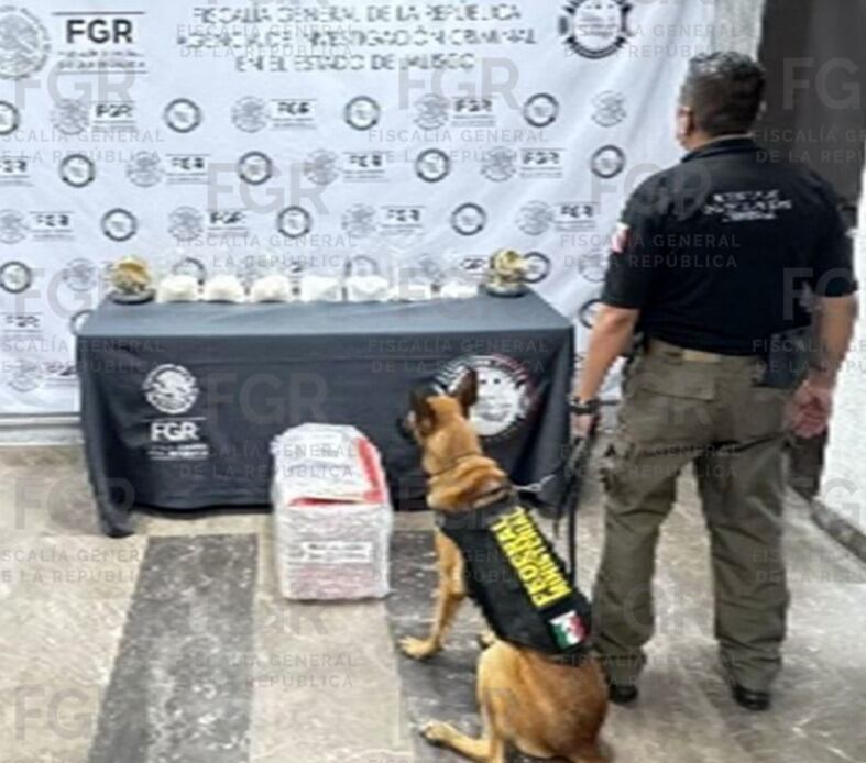 Decomisan droga en paquetería de Guadalajara