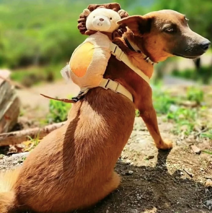 Muere Beni, perrita que ayudaba a limpiar presa de Oaxaca