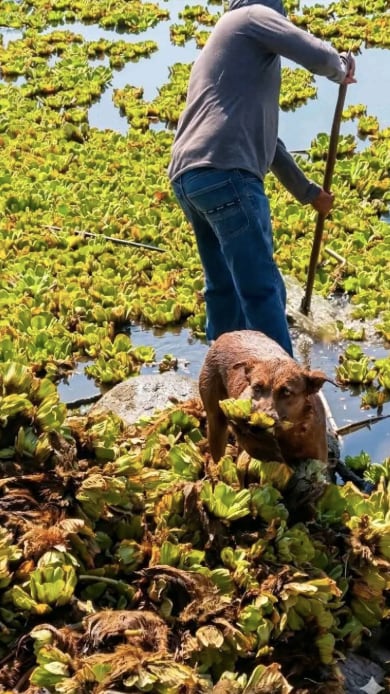 Muere Beni, la perrita que ayudaba a limpiar presa de Oaxaca