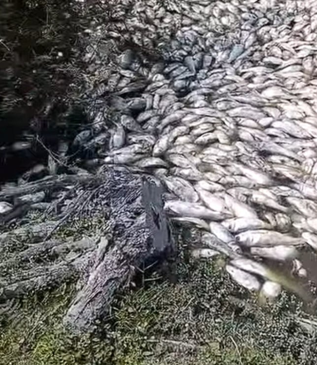 Conagua descarta muerte de peces en Veracruz y Tamaulipas por derrame de hidrocarburos