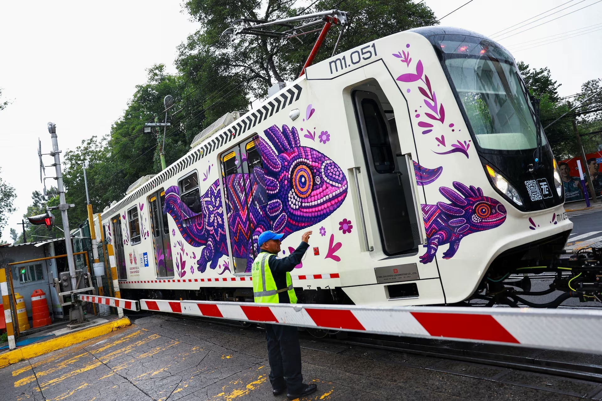 3acuspctkjdephlapophwjggey Ajolotes invaden la CDMX por Mundial 20926, pero desaparecen de Xochimilco
