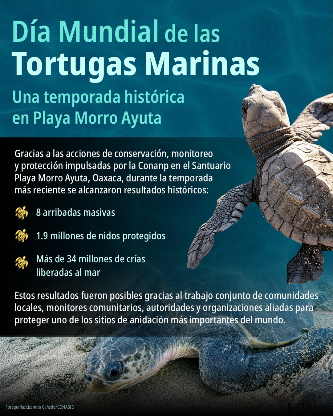 andrw7mjgnakpcaq73ipa3fywu Tortuga golfina registra récord de desove en santuario de playa Morro Ayuta, Oaxaca