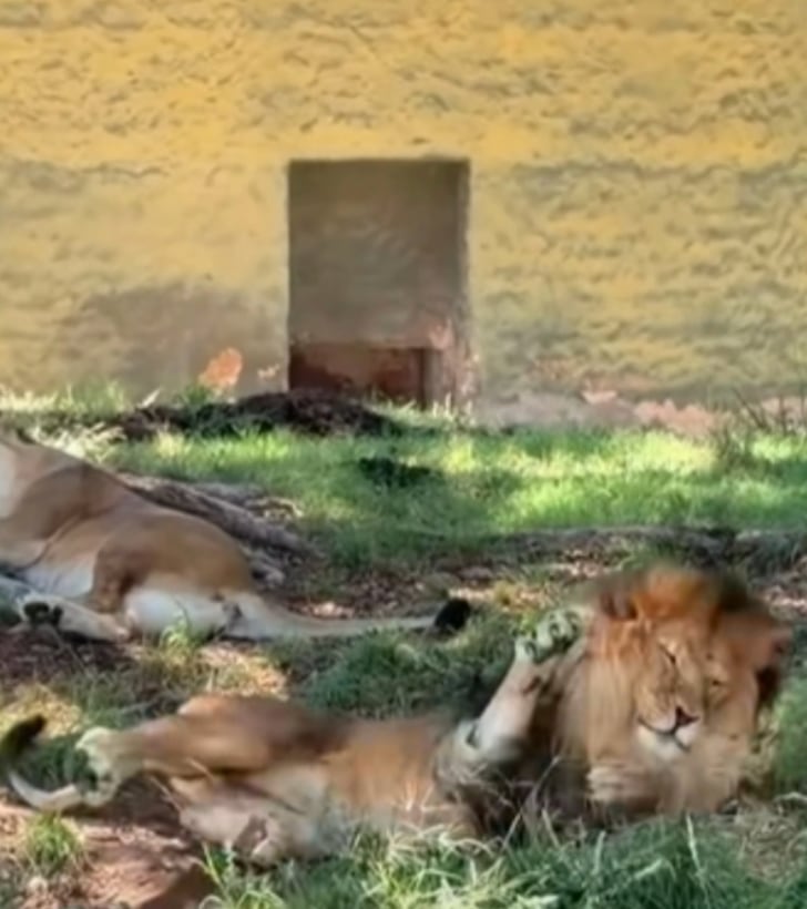 syjcoydjhfcznjof5oroveqgyi Agresión a un león en zoológico de Guadalajara