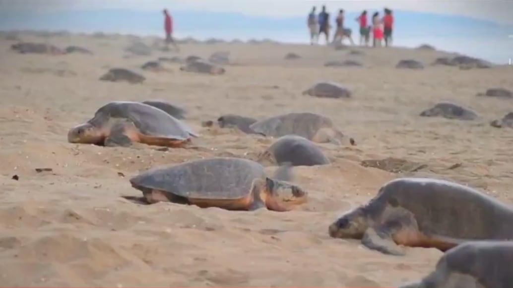 wlgrexoqkrppvj6rueq3632pzy Tortuga golfina