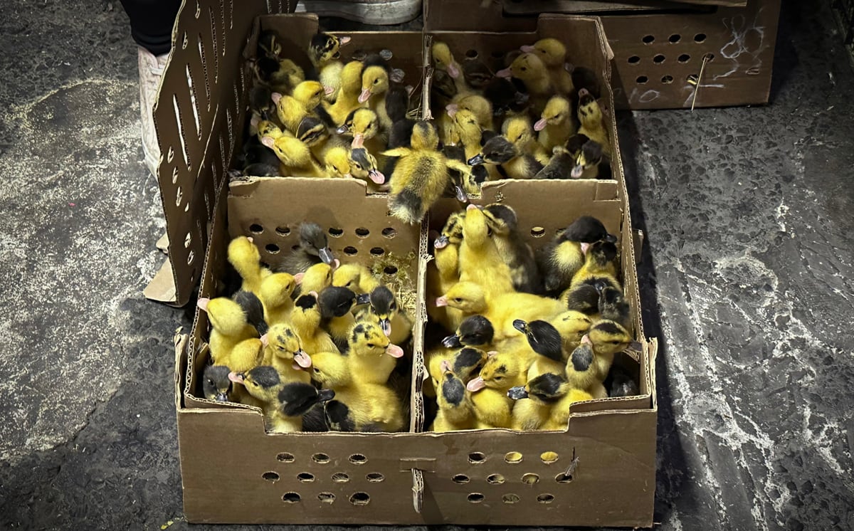 4ownelgnvvdhpeynzoolk3fmfq Venta de Patos Pekín