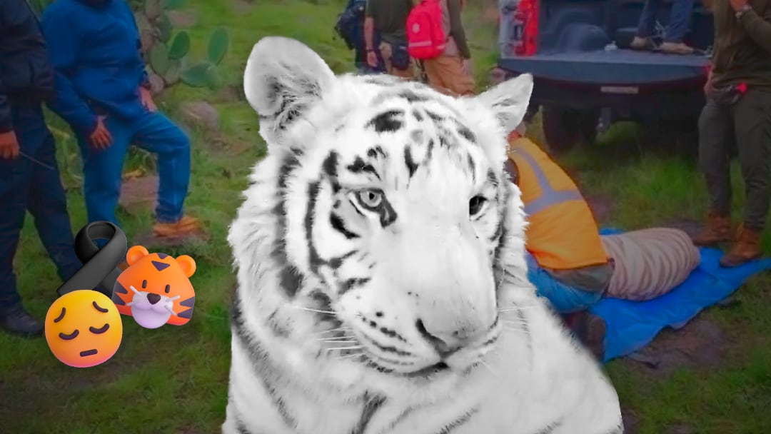 Reportan muerte del tigre Kenzo