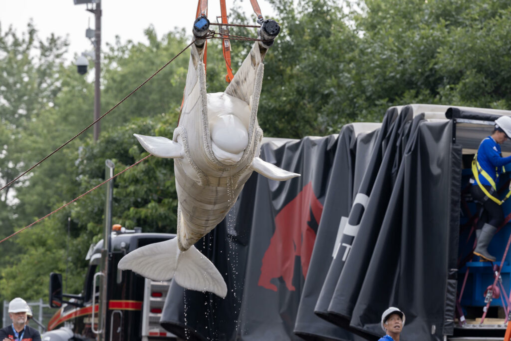 cd1468932ea18d040871b6de2ee360ed7ef7d9ccw-1024x683-1 EE.UU. recibe las primeras seis ballenas belugas del clausurado parque canadiense Marineland - cd1468932ea18d040871b6de2ee360ed7ef7d9ccw-1024x683
