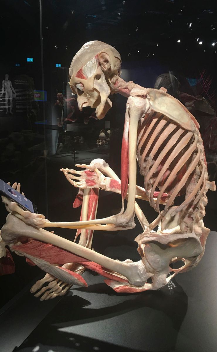 Murió el 'Dr. Muerte', creador de la exposición de cuerpos plastinados - cuerpo-plastinado-1