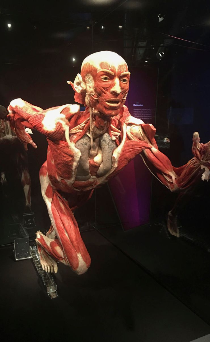 Murió el 'Dr. Muerte', creador de la exposición de cuerpos plastinados - cuerpo-plastinado