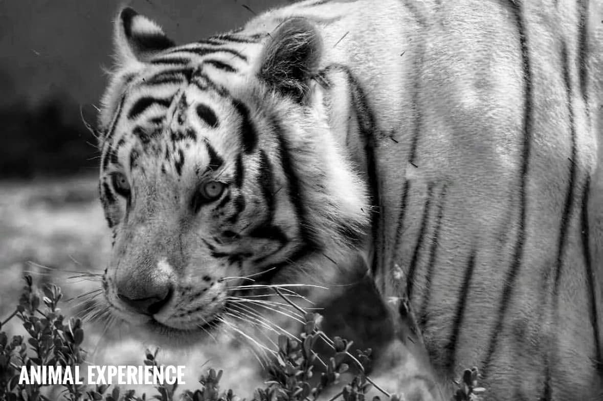 d5mkafvyyzertcbxagymq5tlfy Kenzo de Animal Experience México