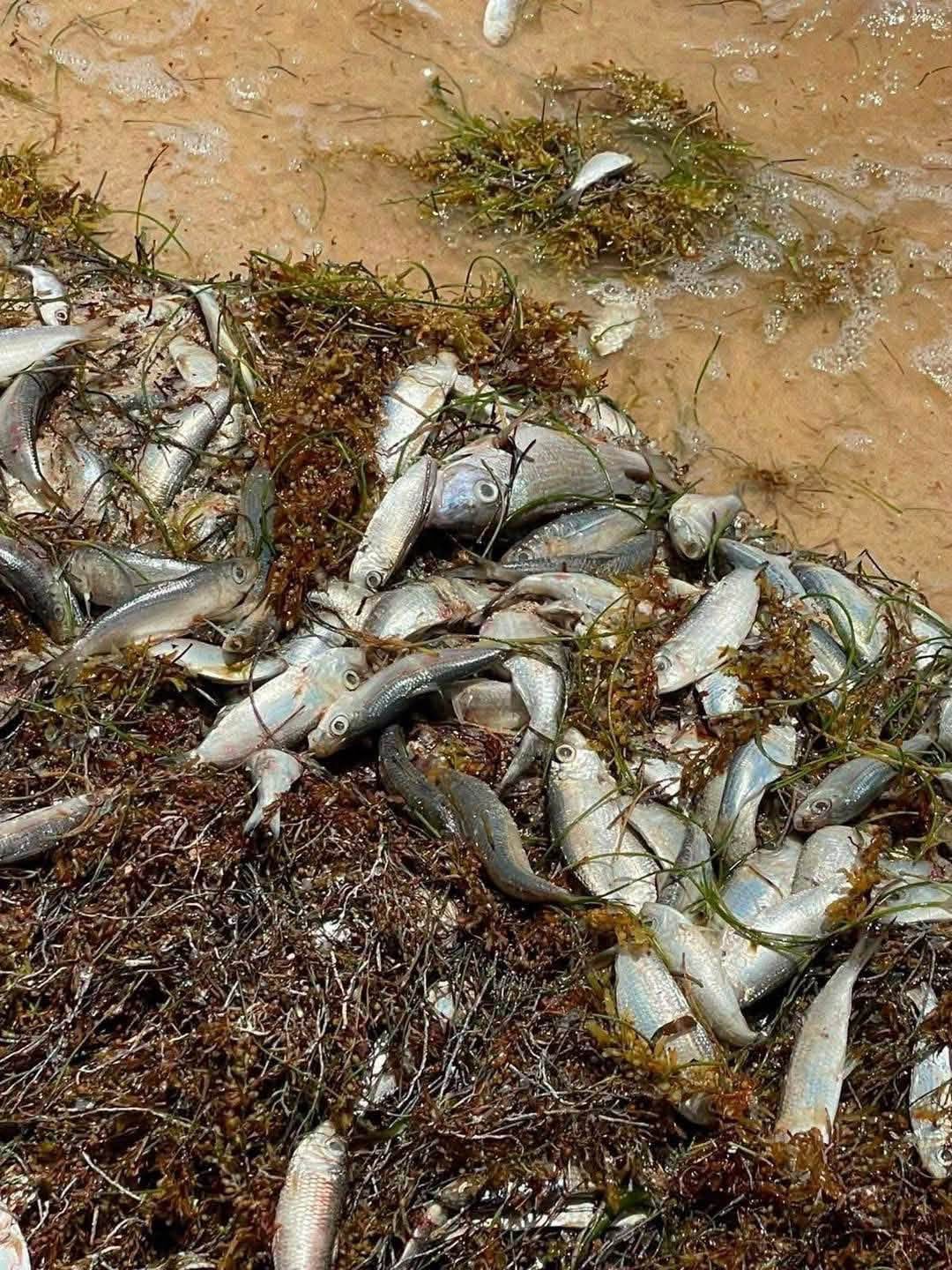 ivei3raicfguxpmczbf26viuyq Aparecen peces muertos en Punta Caracol