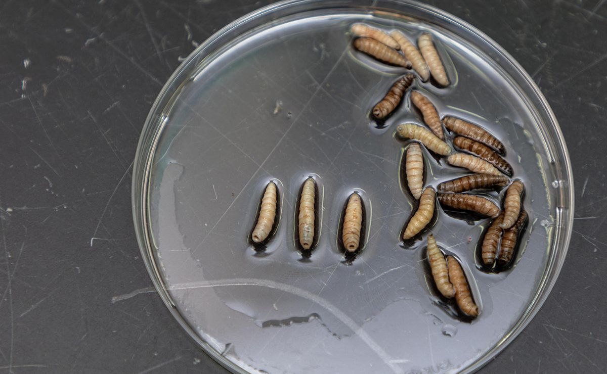 larva-de-mosca-esteril-contra-el-gusano-barrenador-del-ganado América demanda seis veces más moscas estériles para frenar al gusano barrenador de ganado - larva-de-mosca-esteril-contra-el-gusano-barrenador-del-ganado