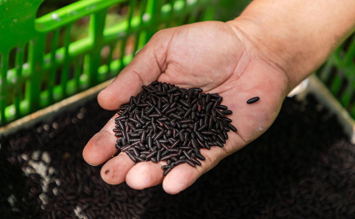 larva-de-moscas-esteriles-contra-el-gusano-barrenador-del-ganado América demanda seis veces más moscas estériles para frenar al gusano barrenador de ganado - larva-de-moscas-esteriles-contra-el-gusano-barrenador-del-ganado