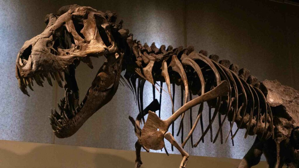 Un esqueleto de T. Rex se vende por un récord de 50.1 millones en subasta en Nueva York - un-esqueleto-de-t-rex-se-vende-por-un-record-de-501-millones-en-subasta-en-nueva-york-1-1024x576