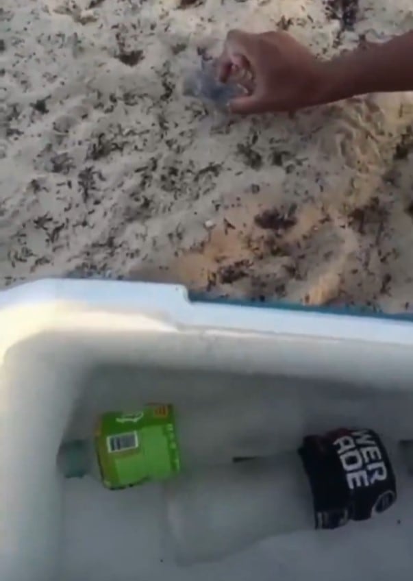 2y77yfy6vrh2hgisivzwtvaype Playa del Carmen investigan a tres jóvenes maltrato tortuga marina