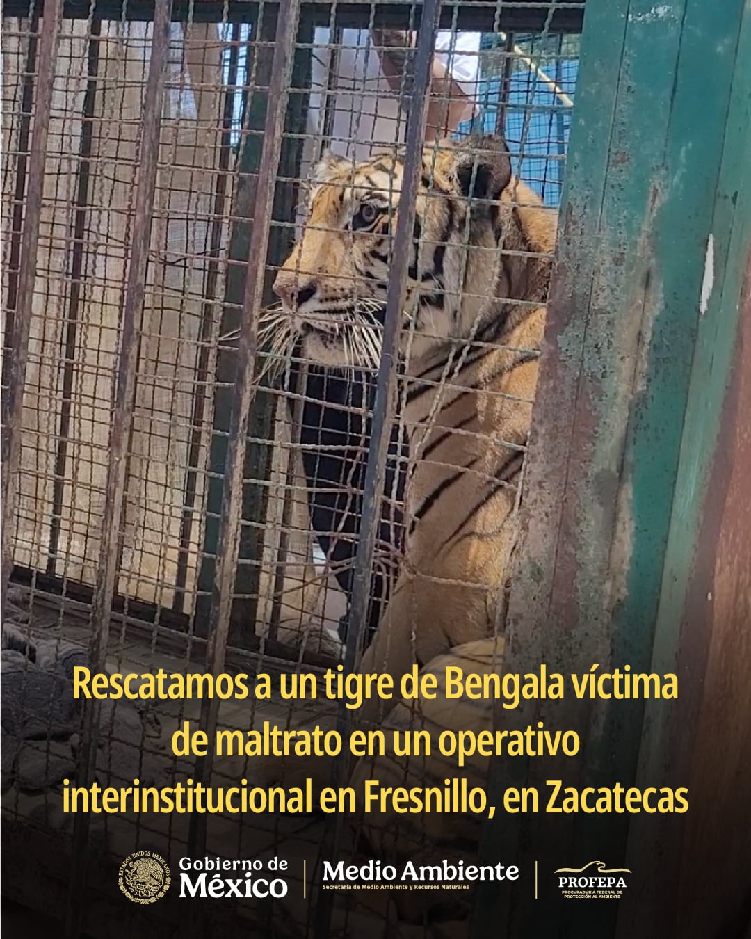 t7mvec2bq5eovocmd6pwm3l3hi Tigre de Bengala en Fresnillo