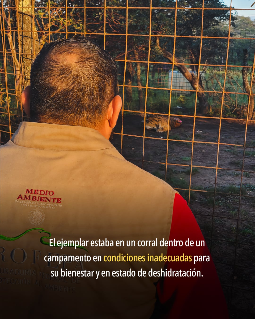 vtieou5v6nd67jpgb6ii3oxh24 Tigre de Bengala en Fresnillo