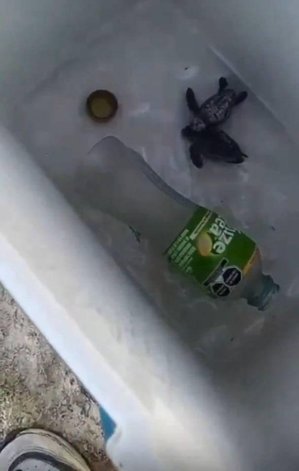 ydcxrqzk5jewbadidrjzk3axju Playa del Carmen investigan a tres jóvenes maltrato tortuga marina