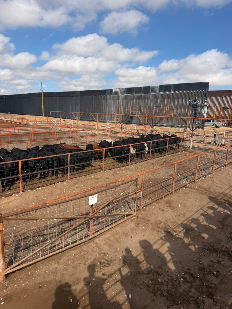 Celebra CCE reanudación de exportación de ganado