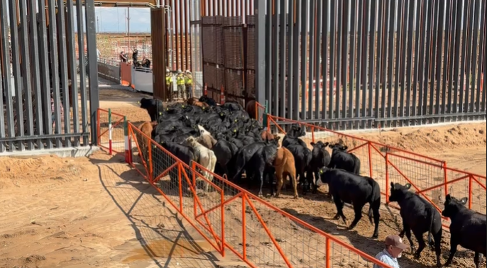 ¡Oficial! Cruzan las primeras cabezas de ganado por Santa Teresa, tras reapertura de exportación a EU
