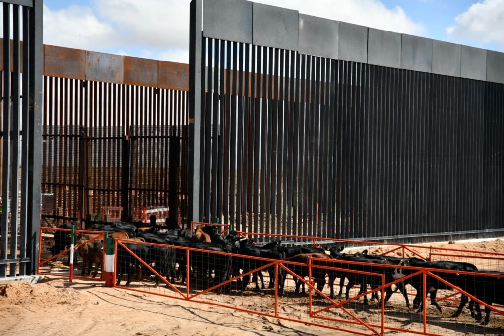 Reanuda Chihuahua exportación de ganado a Estados Unidos por San Jerónimo-Santa Teresa
