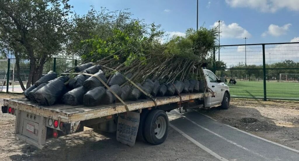 Reforestan el Parque Lago en Monterrey con 120 árboles nativos