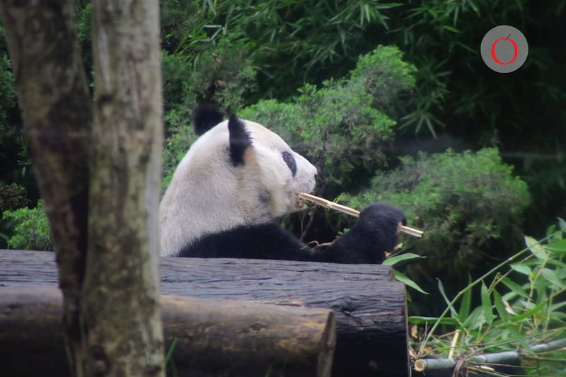 go6x2swvx5ahhbbitx4sitj2xq-1 El gigante asiático cambió su antigua política y comenzó a alquilar o prestar a sus ejemplares de pandas gigantes a partir de 1984.